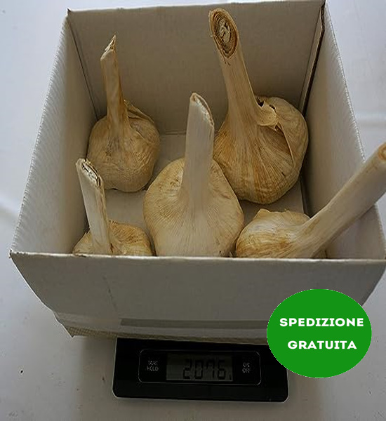 Aglione della Val di Chiana 2 kg | Spedizione Gratuita - immagine 3