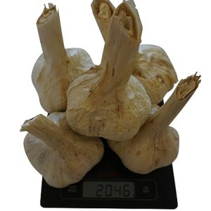 Aglione della Val di Chiana 2 kg | Spedizione Gratuita