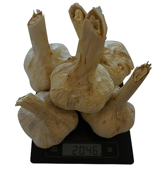 Aglione della Val di Chiana 2 kg | Spedizione Gratuita - immagine 2