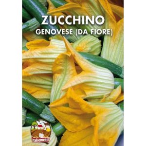 Semi di zucchino genovese da fiore- Italsementi