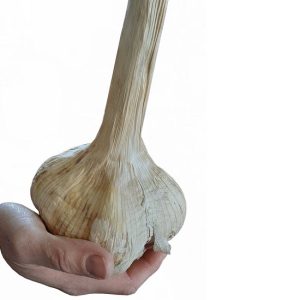 1 Capo di Aglione da 250 gr