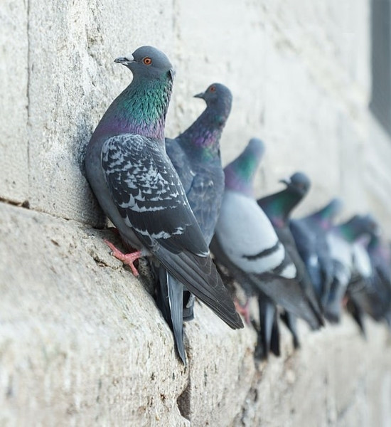 Dissuasore repellente naturale per uccelli Expuls - immagine 4